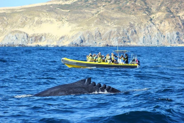 Ballenas jorobadas